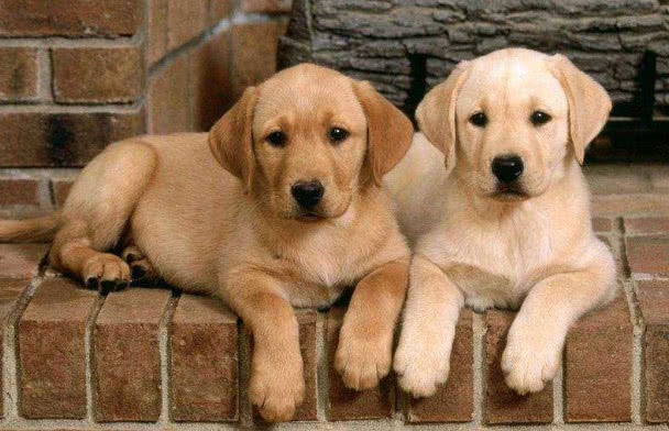 拉布拉多犬的优点和缺点300字,拉布拉多犬的优点和缺点