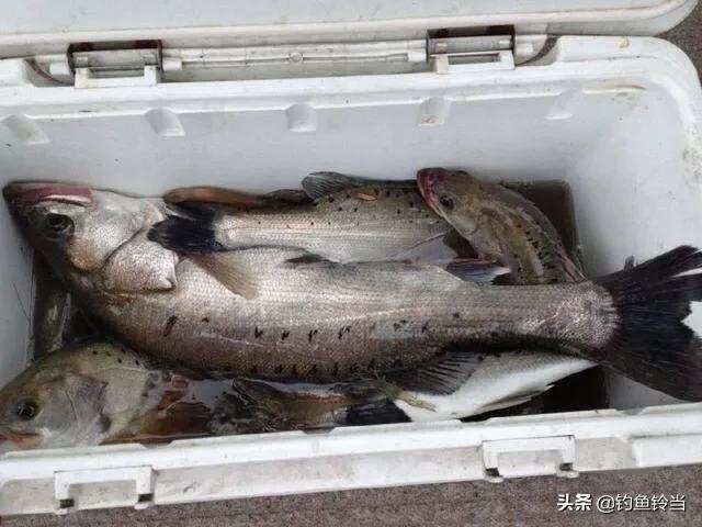春季钓海鲈鱼用什么饵最好,如何钓海鲈鱼黑坑教学
