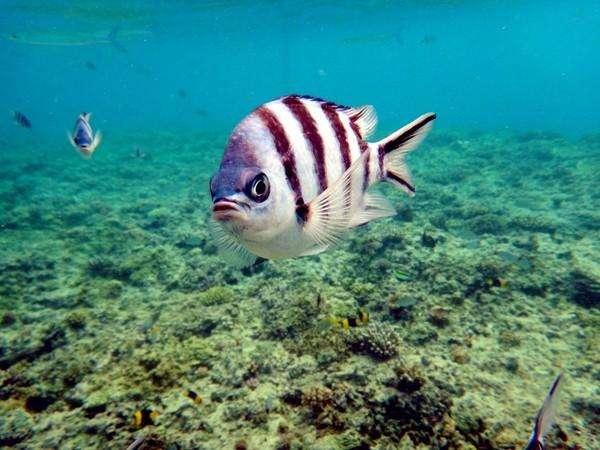 鱼儿的眼视力好不好,鱼儿的眼睛能看见东西吗