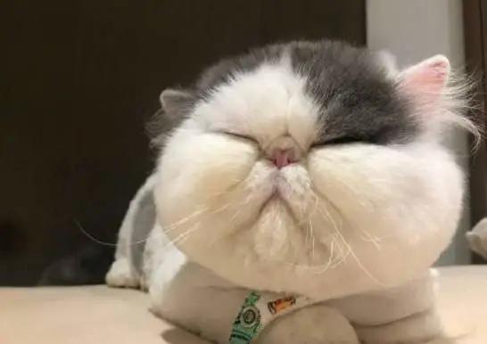 猫咪各阶段正常体重对照,猫咪体重多重才算正常英短