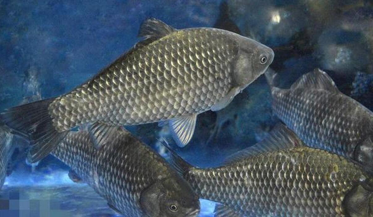 为什么浮漂总是微微上顶再下顿,而不是直接顿?原因根本不在调钓