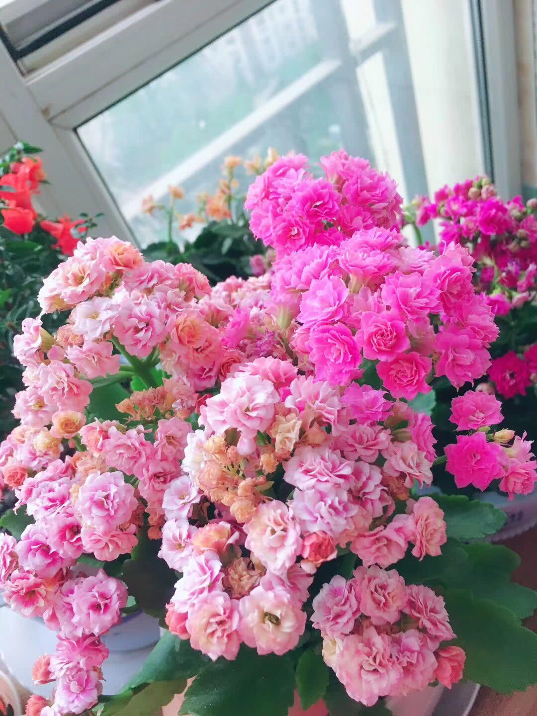 适合9月份养的绿植,四季最好养的10种花