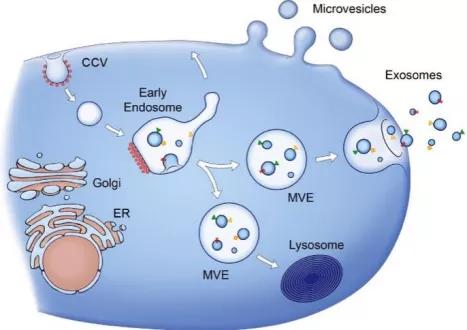 特洛伊木马计告诉我们什么道理,特洛伊木马计讲的是什么故事