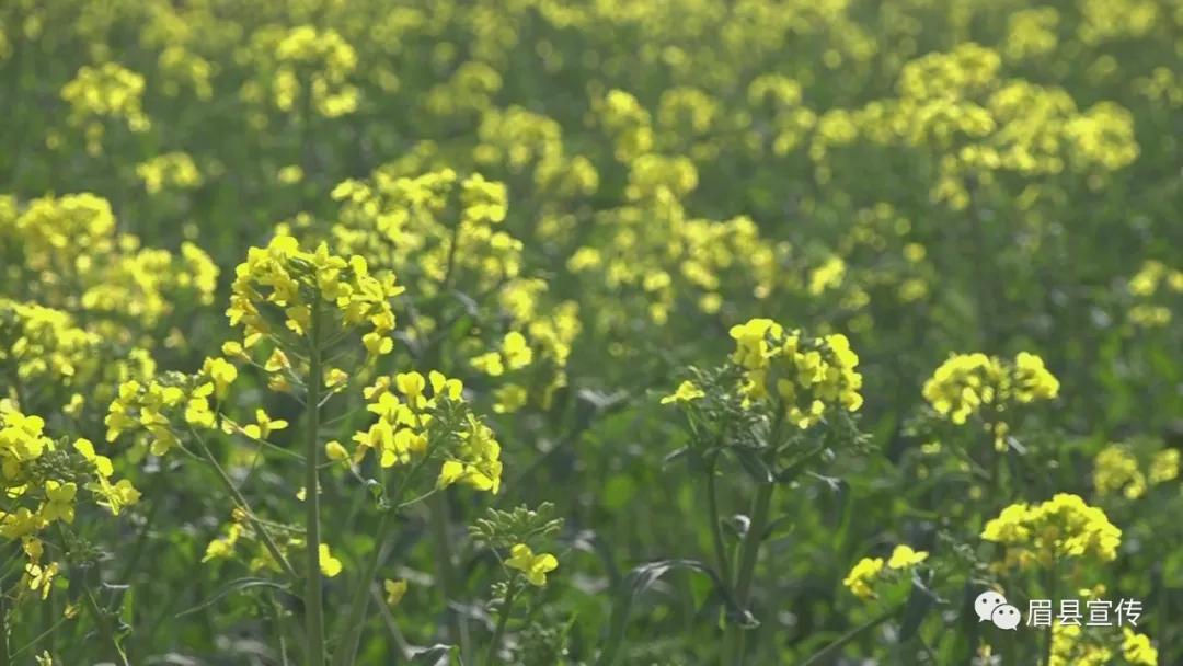 眉县花开的地方,眉县槐芽镇踏青赏花