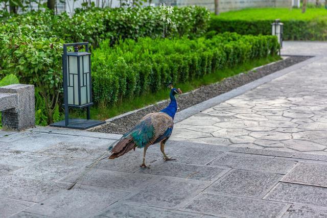 阳朔野奢度假酒店,阳朔一家知名度假酒店