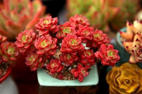 蒂亚多肉植物怎么养,多肉蒂亚小苗怎么养好