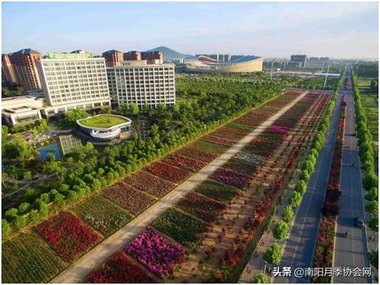 南阳世界月季之乡的金字招牌,聚焦南阳月季之美展示