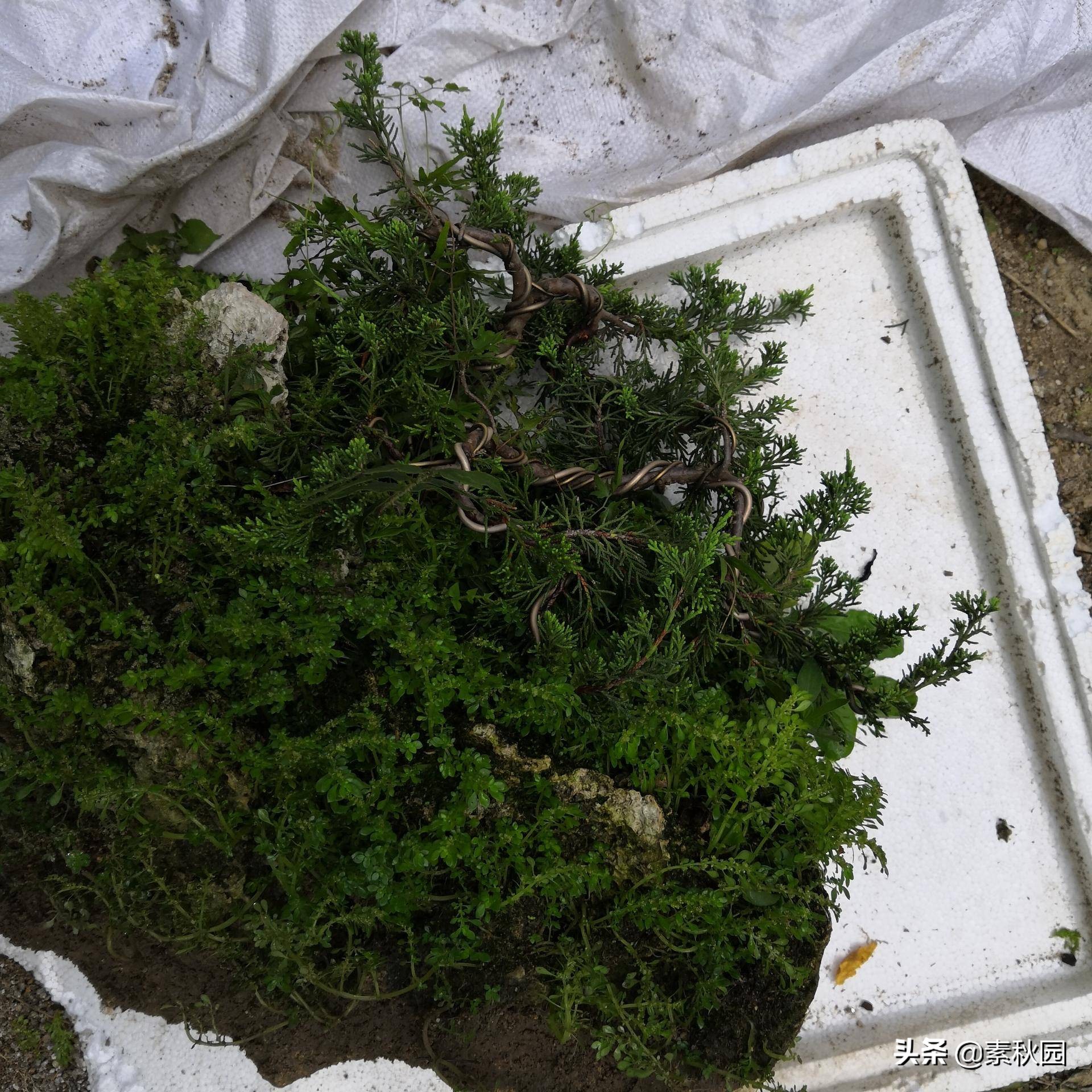 关于系鱼川真柏苗与铝线在石头上发生的那些事儿