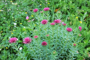 狼毒的最佳解毒方法,狼毒怎么治疗