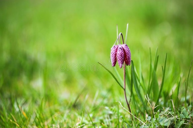 白术神曲党参功效,人参党参黄芪熟地山药的功效