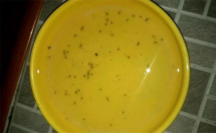 养花的虫害分类及防治,养花如何预防虫害视频教程