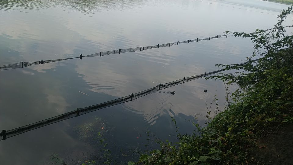 西湖风物志：随处可见的绿果果，老杭州都说是宝贝，竟然免费捡？