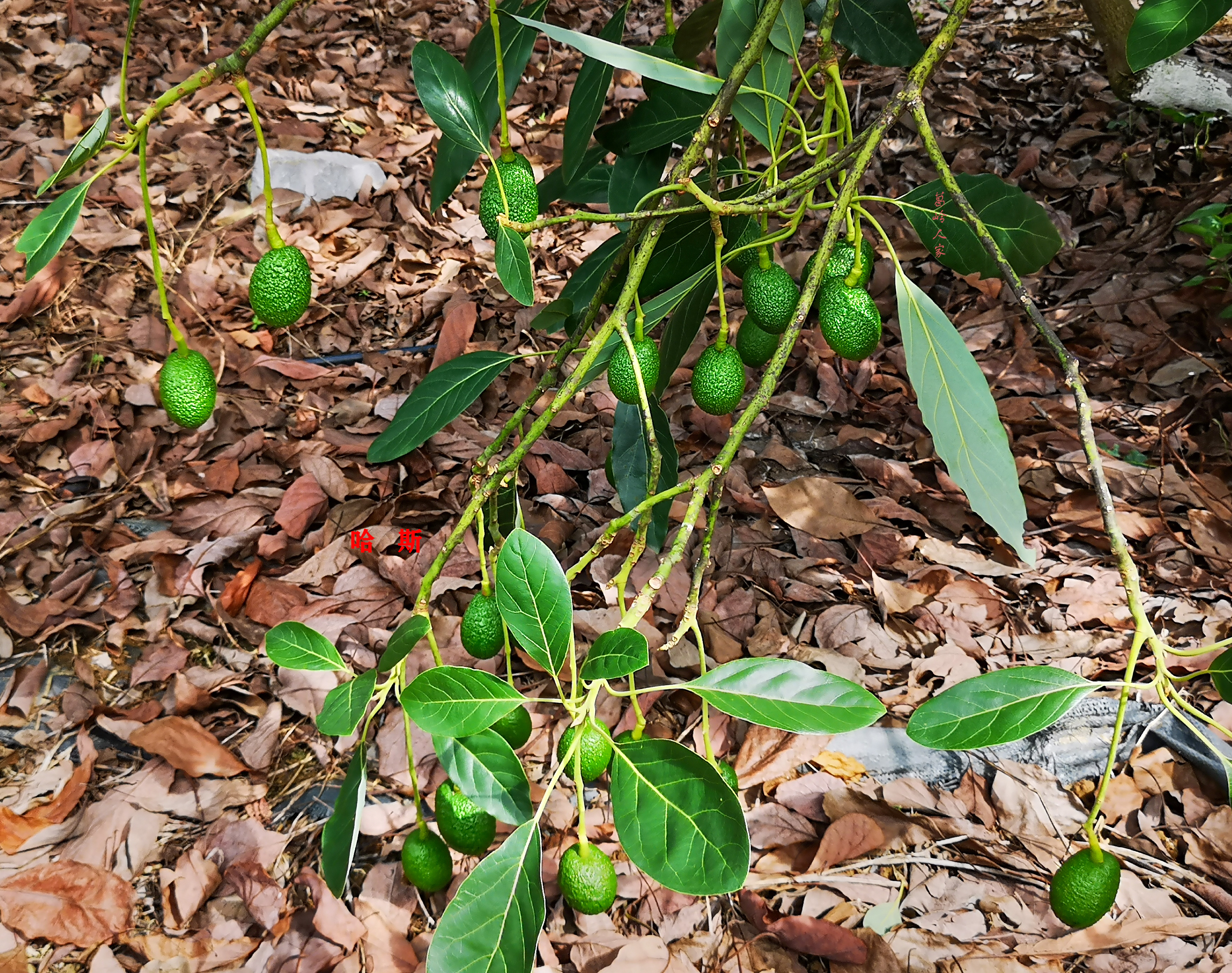 牛油果哈斯还有别的种类么,秘鲁进口哈斯巨无霸牛油果