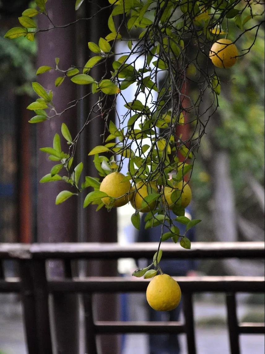 香橼精油，香甜迷人的果香味有魔力