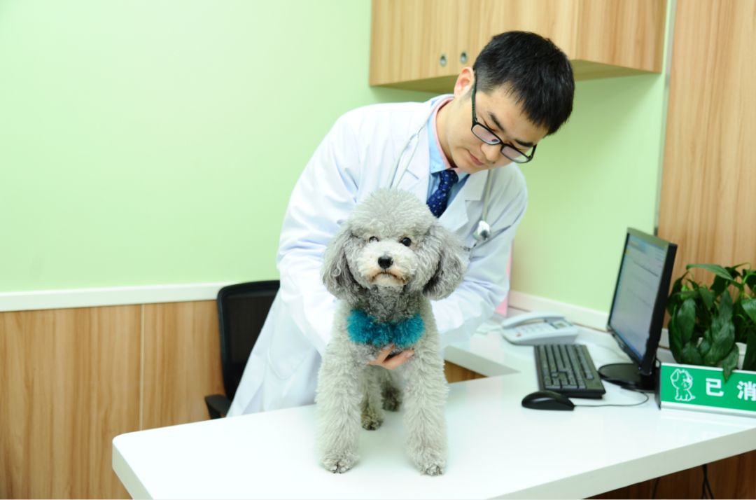 狗子偷偷亲我的第N次，难道不是真爱吗？