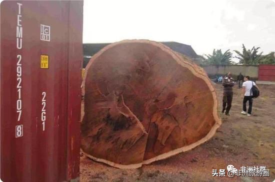 想做非洲木材市场，你得先认识它们