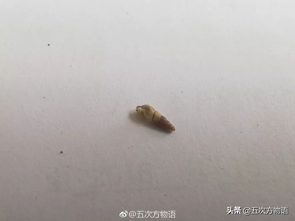 锥螺也叫钉螺吗,钉螺与锥螺都能吃吗