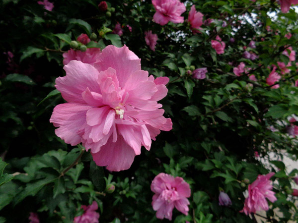 木槿花叶子发黄怎么办,木槿花叶子发黄什么原因