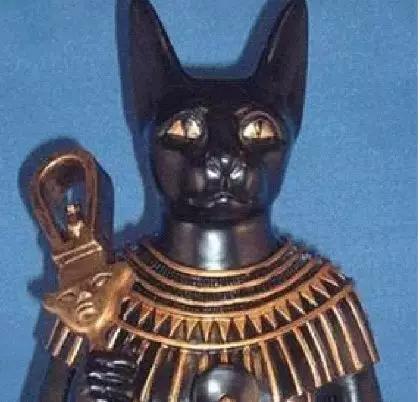 喵星人十三年养猫经验分享,撸猫进化史