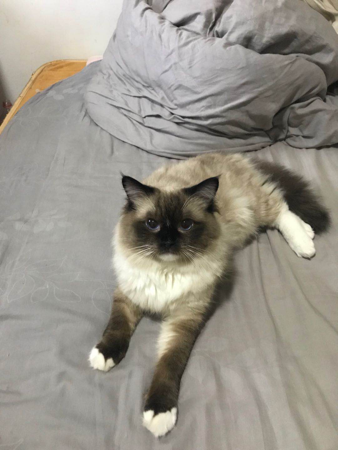 后院布偶猫好吗,怎么挑选传统系布偶猫