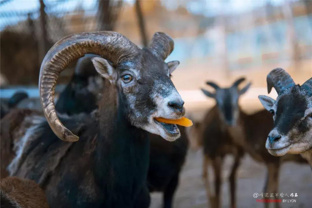 去南京金牛湖野生动物王国堵车吗,南京金牛湖野生动物王国最新活动