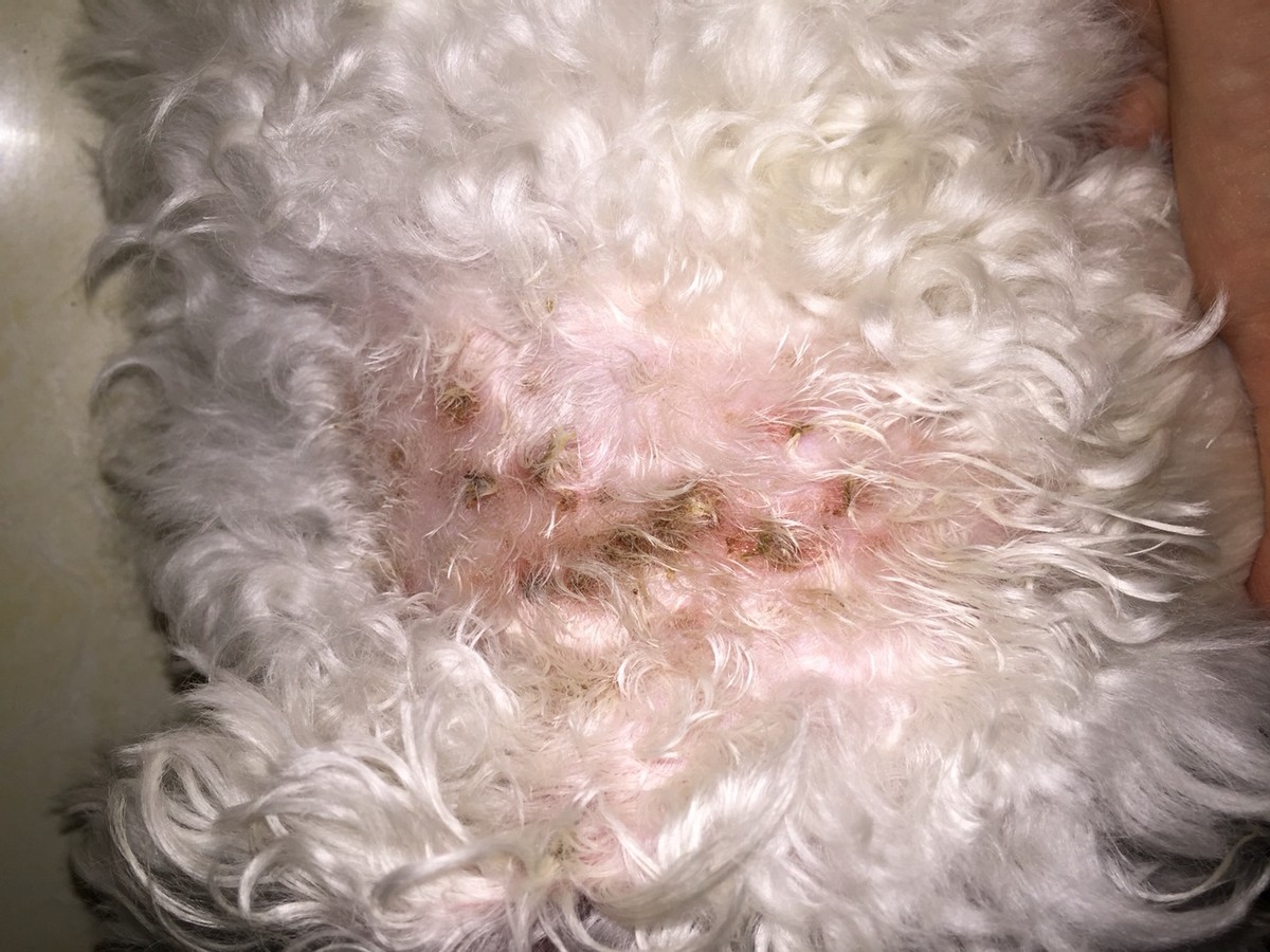 狗狗体内外寄生虫有哪些?看完这篇再也不用为这事儿发愁了