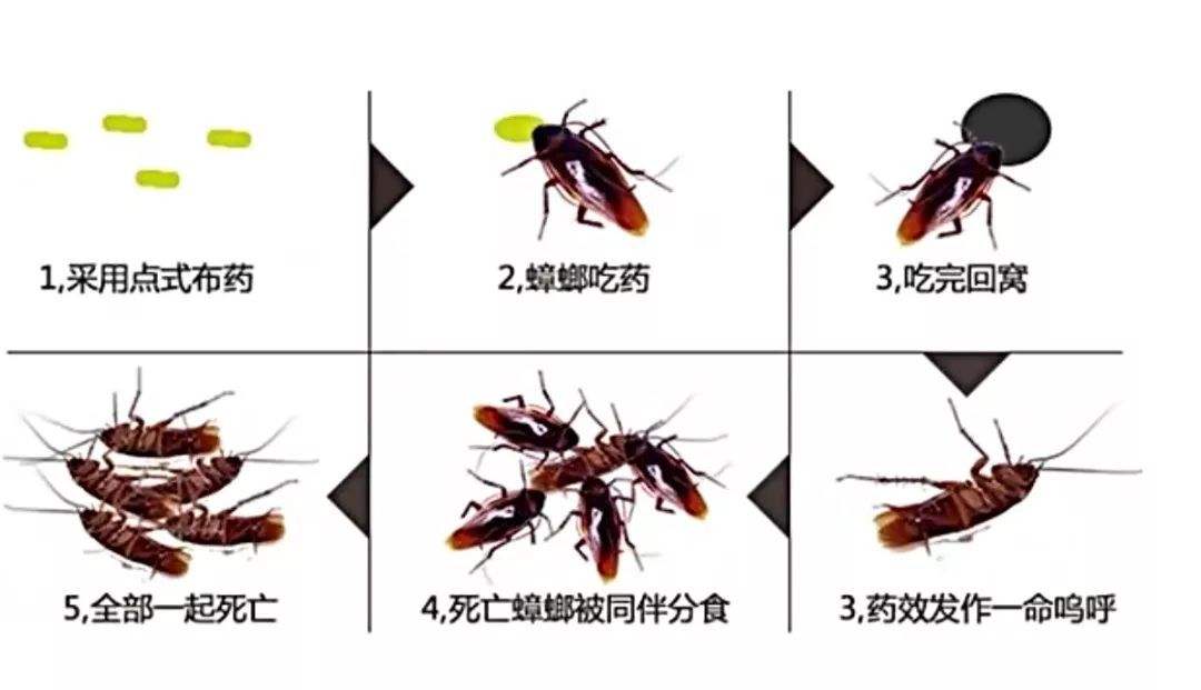 为啥不用鞋子打蟑螂,蟑螂用拖鞋拍死的后果