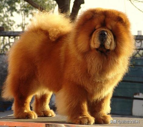 狗对主人的绝对忠诚会有什么表现,少喂一口狗狗它就可以多活几年