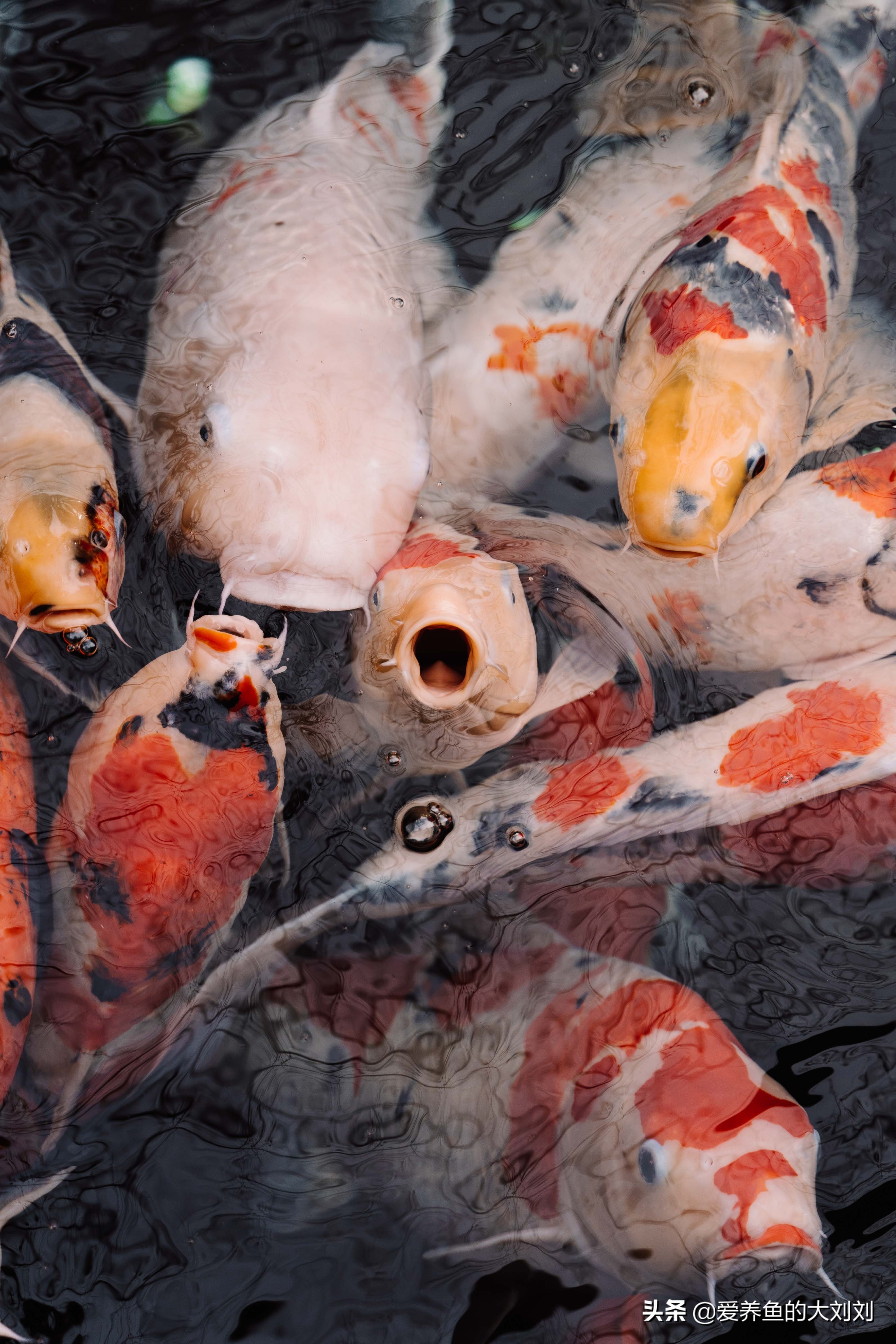 锦鲤鱼不喂饲料能活吗,锦鲤喂什么鱼粮不浑水