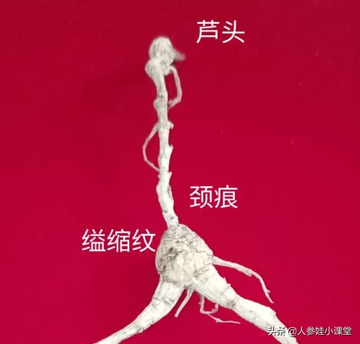 怎么分辨人参的年份,如何确定人参的年份