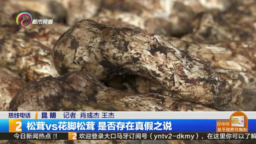 买到假虫草怎么检测,西藏买到假松茸