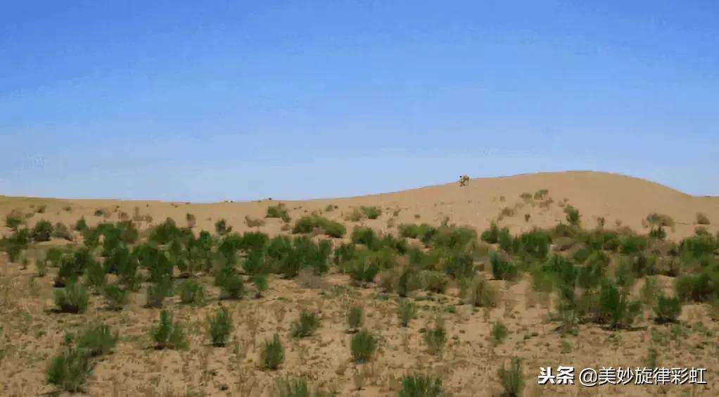 蚂蚁森林里为什么偷不到别人能量,蚂蚁森林西伯利亚狍会帮偷能量吗