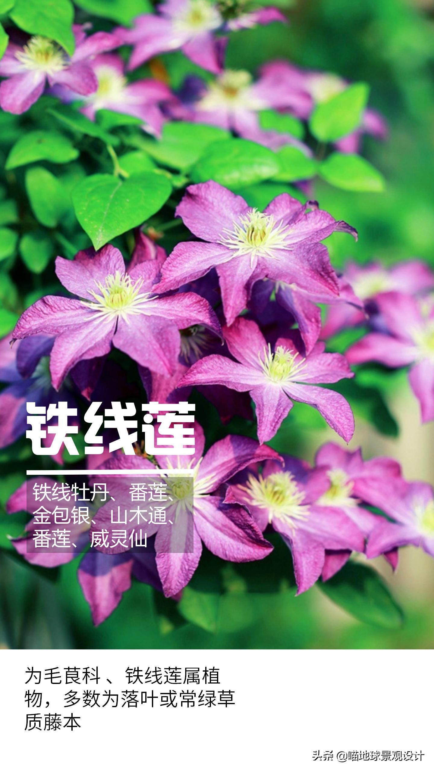 意大利常见的爬藤植物,25种爬藤植物