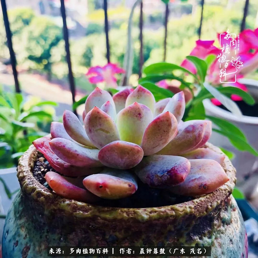 轻轻地告诉你，我的多肉也曾美过，不信你看看