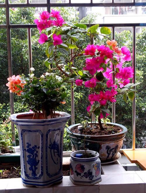 养花的好处50字,养花枝繁叶茂的秘诀