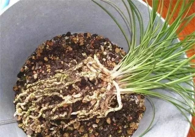 仅用树皮养兰花的方法,树皮养兰花什么样的树皮最好看