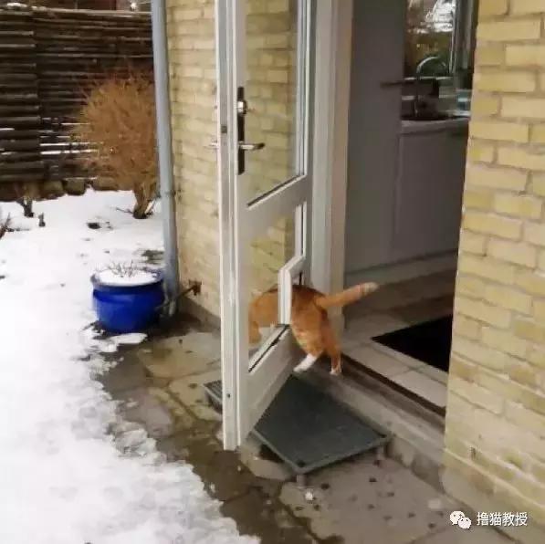 猫咪能明白人在哭吗,猫咪长大了一点为什么还总是叫