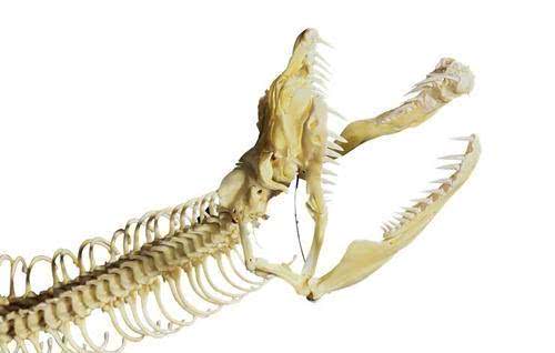 被蛇活吞能剥开蛇的肚子逃生吗,如果被蟒蛇吞下用刀能自救吗