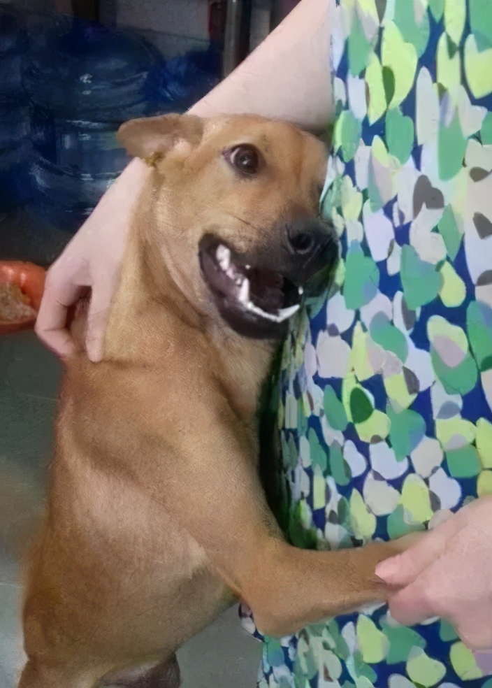 狗狗从来不在家拉尿突然尿家里了,狗狗尿呈红褐色的原因和治疗方法