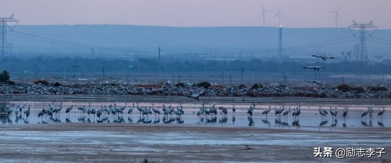 宁夏候鸟,候鸟监测简报