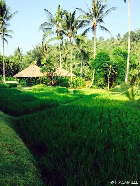 巴厘岛四季如夏吗,阳光明媚的巴厘岛