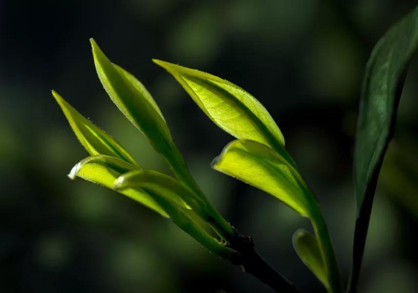 云南白毫银针茶,茶为什么甜