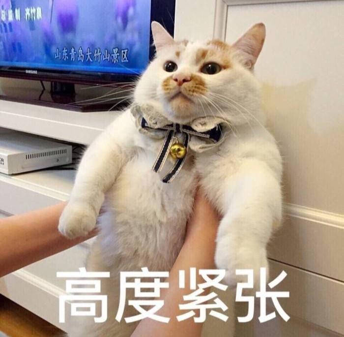 新手养猫注意事项养猫人经验总结,养猫人必备的小妙招快收藏起来吧