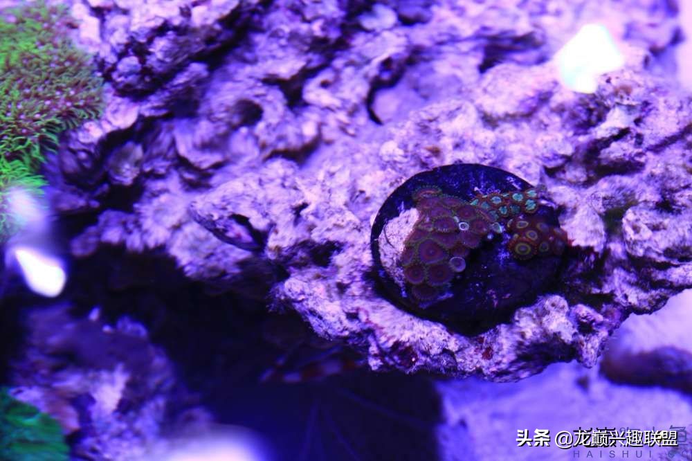 从零开始玩海缸的方法,从零开始玩海缸全过程