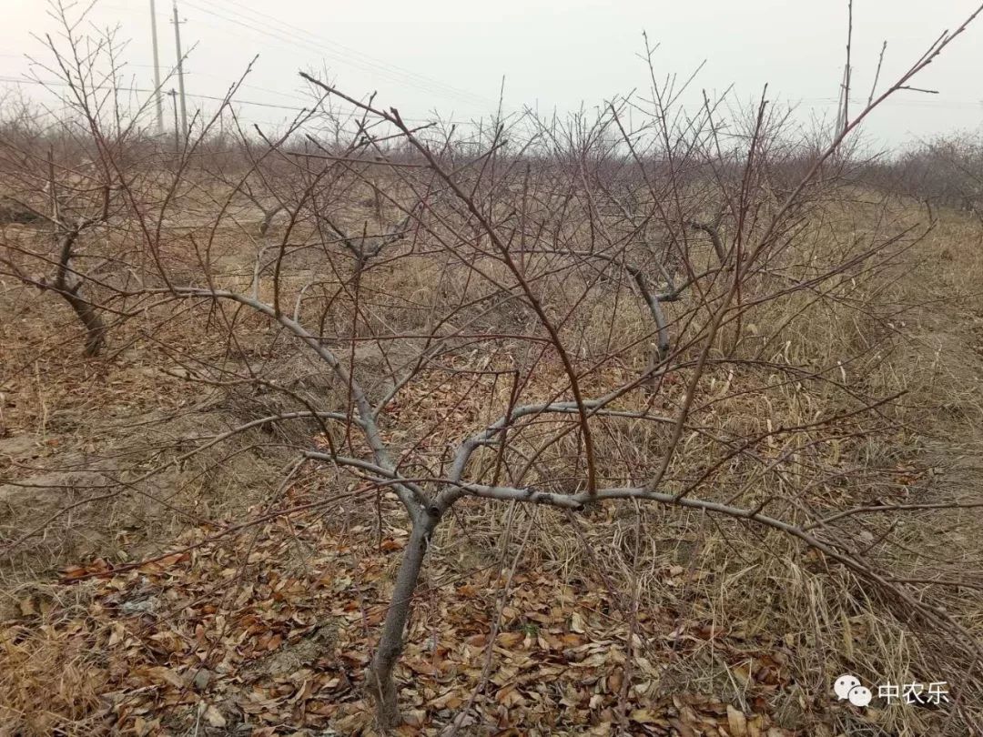 桃树冬剪留大棒子结果枝要不得