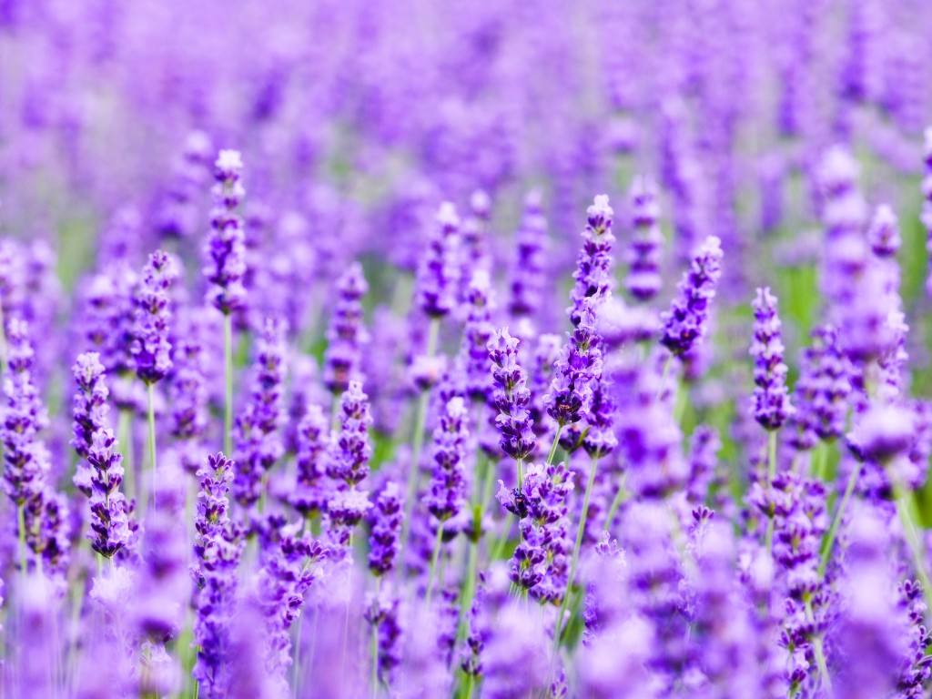 家里养的驱蚊植物叫什么草,适合户外庭院种的驱蚊草