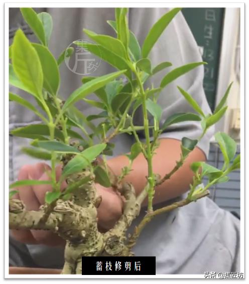 连翘盆景的养护,连翘迎春花盆景养殖方法