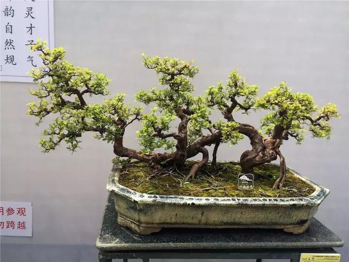 造型极美的盆景一起来欣赏,一组风吹出来的盆景欣赏动感十足