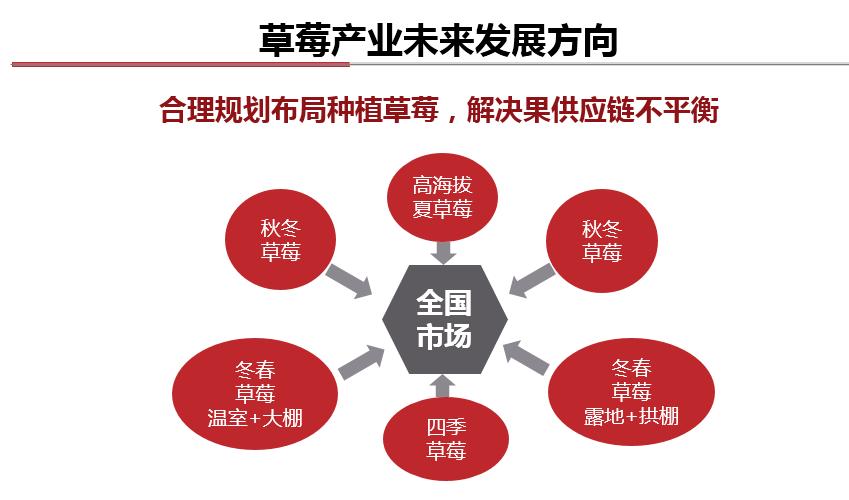 现在种草莓到过年来得及吗,种草莓有前途吗