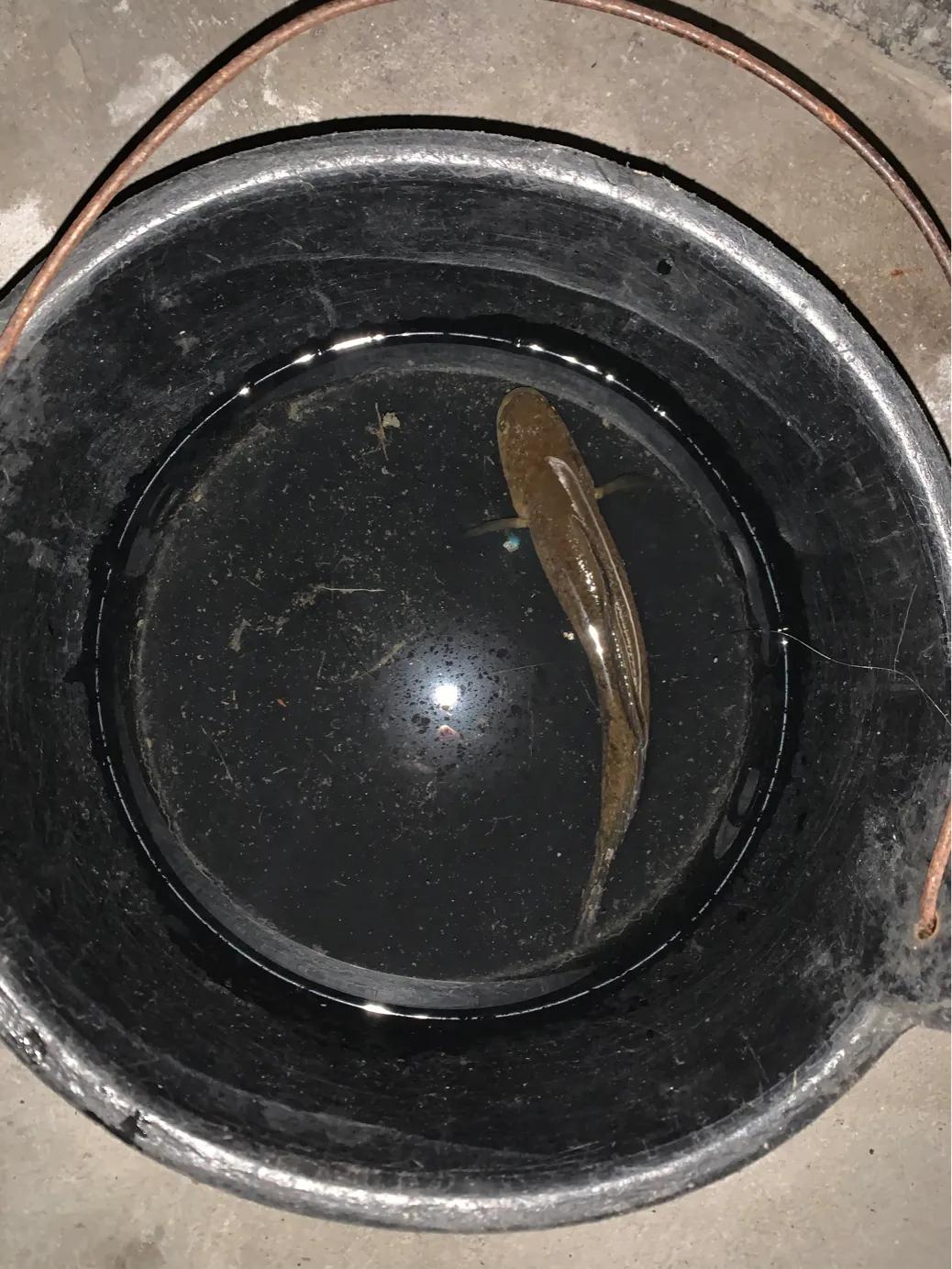 体验童年的乐趣抓泥鳅,抓野生泥鳅最简单的方法